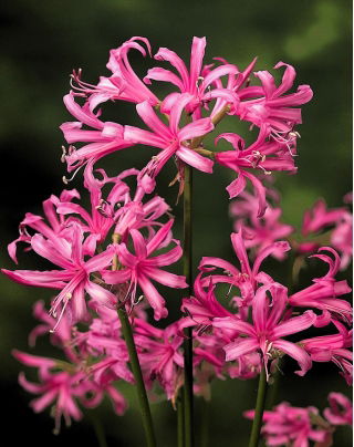 Nerine Bowdenii - pacchetto grande! - 20 pezzi