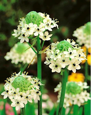 Chincherinchee gigante - Ornithogalum saundersiae - paquete grande! - 10 piezas