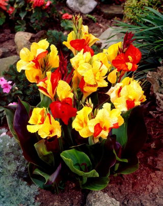 Canna Cleopatra - grand paquet ! - 10 pieces