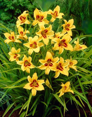 Daylily "Bonanza" -  large package! - 10 pcs