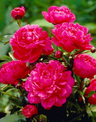 Pivoine du Kansas - semis - gros paquet ! - 10 pieces
