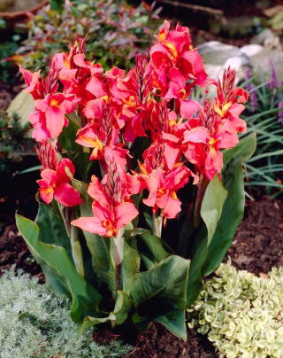 Canna Orchid - XL pack - 50 pcs