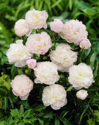 Paeonia, Peony Shirley Temple - pacchetto grande! - 10 pezzi
