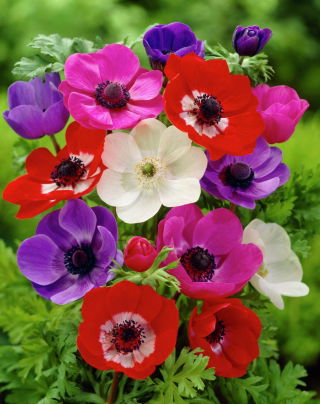 Anemone De Caen mix - XXL Pakke - 80 stk.