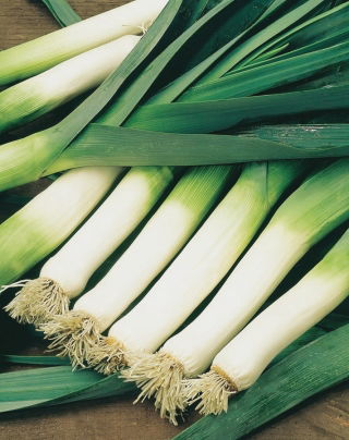 Porro - Bartek - 320 semi - Allium ampeloprasum L.