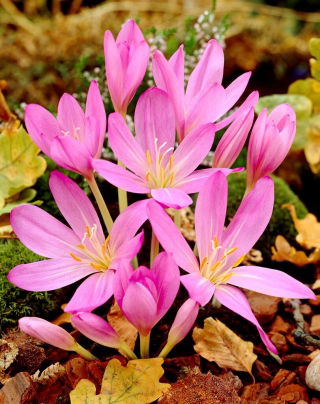 Crocus d'automne purpureum; safran des pres, femme nue - gros paquet ! - 10 pieces