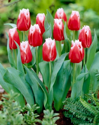 Tulip 'Canasta' - large package - 50 pcs