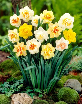 Selection de jonquilles a fleurs doubles - pack XXXL 250 pcs