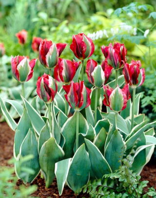 Tulip Esperanto - XXXL pack  250 pcs