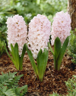 Hyacinth Apricot Passion - XXL pack 150 pcs