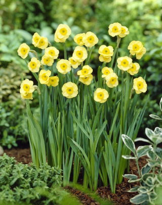 Daffodil "Sun Disc" - XXXL pack  250 pcs