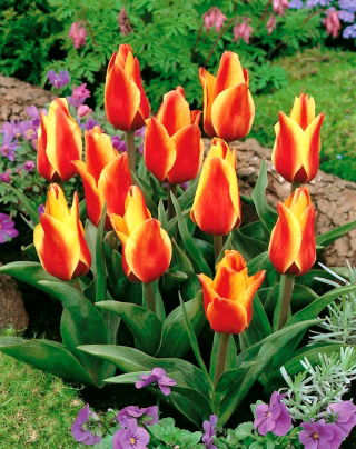 Tulipa Cape Cod - Tulip Cape Cod - XXXL pack  250 pcs