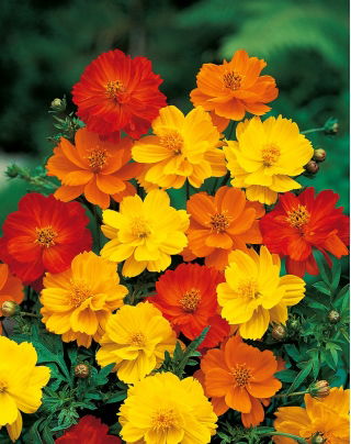 Alacsony sárga pillangóvirág - Cosmos sulphureus - Alacsonyan növő virágok, elragadó szegélyekhez - Friss vetőmagok