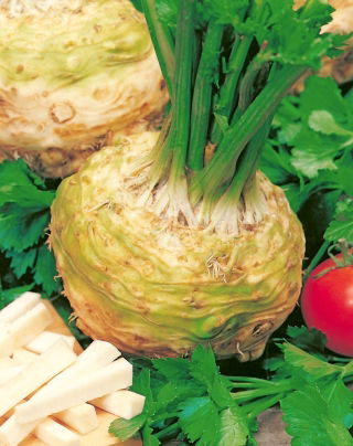 Celeriac Torpedo F1 - late variety