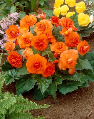 Begonia multifiore - Multiflora Maxima - fiori d'arancio - 2 pz