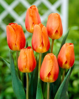 Tulpe - "Lighting Sun" - 5 Stk