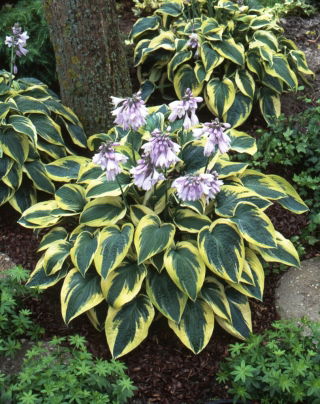 Hosta, Funkie 'Wide Brim' - Gigapackung! - 50 Stk.