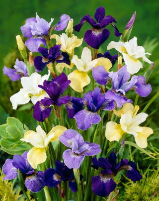 Sibirisk Iris 'Mix' - stor pakke - 10 stk