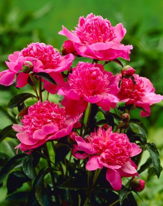 Bazsarózsa (Paeonia) 'Barbara' - Palánta