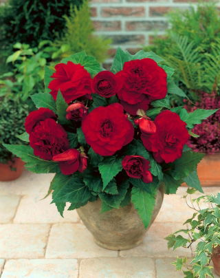 Begonia - flor doble, rojo-oscuro - Paquete grande! - 20 unidades