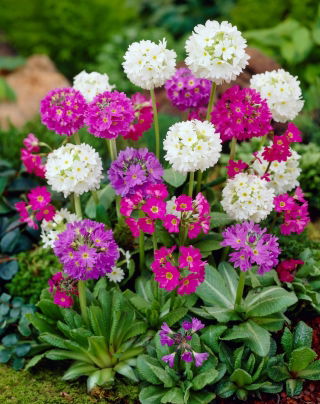 Primula denticulata, Drumstick Primula - Mix - Seedlings - Giga Pack! - 50 pcs.