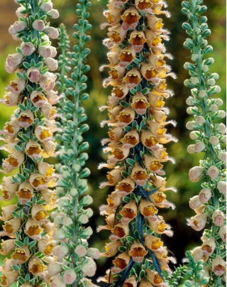 Rostfarbige Fingerhut, Digitalis ferruginea 'Gelber Herold'- Großpackung! - 10 Stk.