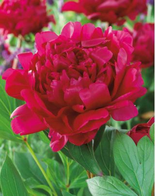 Paeonia, Bujor Felix Crouse - bulb / tuber / rădăcină