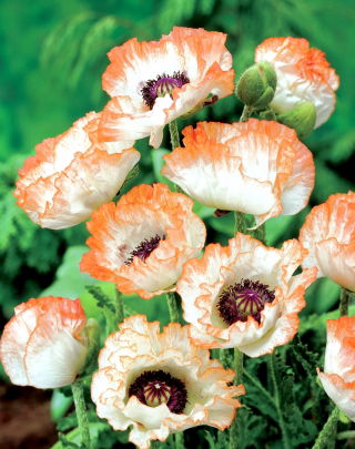 Amapola oriental - Picotee - Papaver orientale