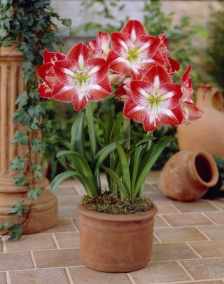 Amaryllissläktet - Minerva - Hippeastrum