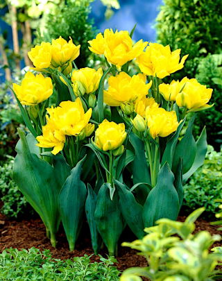 Tulipa Monte Carlo - Tulipán Monte Carlo - 5 květinové cibule