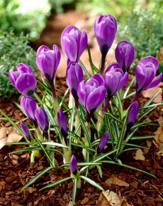Crocus Grand Maitre - 10 bulbs