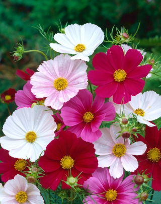 Cosmos, Schmuckkörbchen 'Sonata' - Sortenmischung; Niedrige 