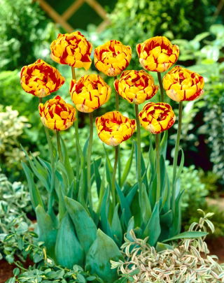 נחמד גולדן טוליפ - נחמדה גולדן טוליפ - 5 בצל - Tulipa Golden Nizza