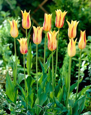 Tulipa Mona Lisa  - 郁金香蒙娜丽莎 -  5个洋葱