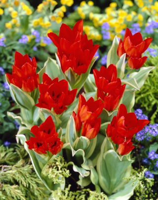 Tulipa Praestans Unicum - Tulpe Praestans Unicum - 5 Zwiebeln