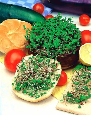 Sprouting seeds - flax - 1500 seeds