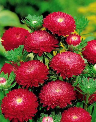 Pom-pom-flowered aster "Bolero" - merah - 225 biji - Callistephus chinensis  - benih