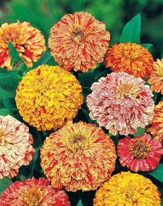 Dahlia-flowered zinnia "Candy Stripe" - seeds mix - 108 seeds
