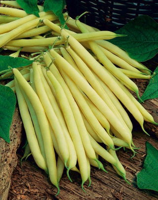 Dwarf yellow French bean "Baton"