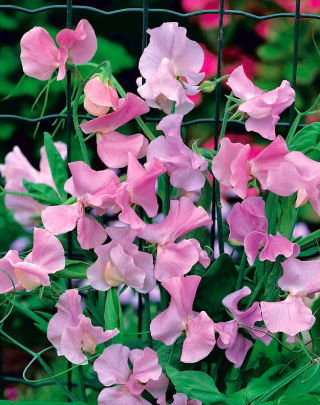 गुलाबी मीठे मटर के बीज - Lathyrus odoratus - 36 बीज - 