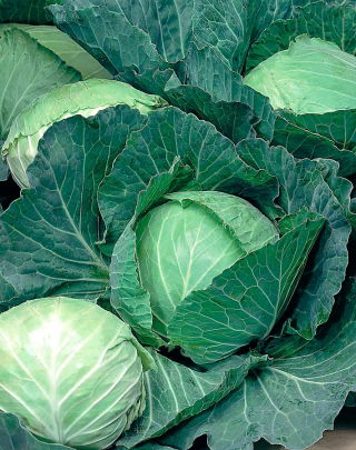 初期のキャベツ種子 - アブラナ属oler。 convar capitata var。アルバ -  480種子 - Brassica oleracea convar. capitata var. alba - シーズ