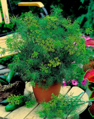 Home Garden - Dill "Compact" - for indoor and balcony cultivation - 2800 seeds