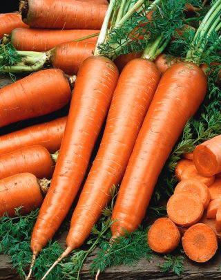 Gulerødder - Flakkese 2 -  Daucus carota - frø