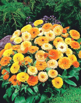 Maravilla olla enana - 240 semillas - Calendula officinalis