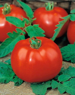 Tomate – Morning - 400 graines - Lycopersicon esculentum Mill