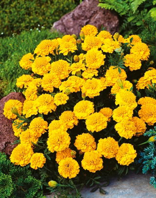 Œillet d'Inde - Aurora Yellow - Tagetes patula - Pétales jaunes éclatants, charme durable - Graines fraîches