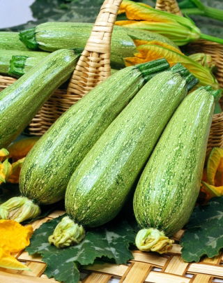 Zucchini Nimba Samen - Cucurbita pepo - 12 Samen - 