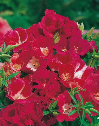 Farewell to spring, Godetia, Clarkia amoena - 1500 seeds