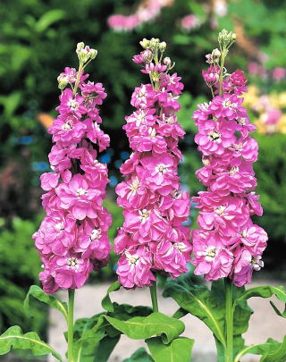 Růžový otřep, 10 týdnů "Excelsior" - 300 semen - Matthiola incana annua - semena