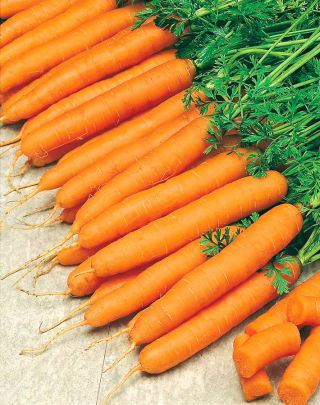 胡萝卜“Amsterdamska” - 早期品种 -  SEED TAPE - Daucus carota ssp. sativus  - 種子